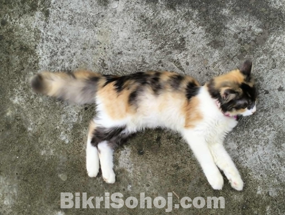 Calico female cat